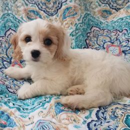 Cavachons and Cavapoos from Sweet Doodles and Poos