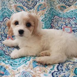 Cavachons and Cavapoos from Sweet Doodles and Poos