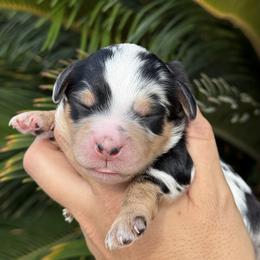 Aussiedoodle and Miniature Australian Shepherd Puppies from DLT MiniAussie