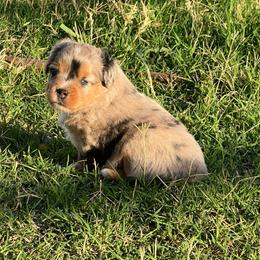 Chase - Blue merle male Toy Australian Shepherd puppy in Nocona, Texas from Rafter O Toy Aussies and Mini Heelers