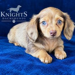 Fancy 2700 - Dapple female Dachshund puppy in Brandon, Florida from Knights Dachshunds
