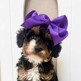 Bernedoodle, Cavapoo, Cockapoo, and Goldendoodle Puppies from Cactus Doods