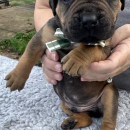 Green Collar - Fawn male Boerboel puppy in Bon Aqua, Tennessee from Erickson Ranch Boerboels