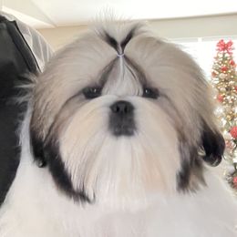 Shih Tzus from Valstons Shih Tzu