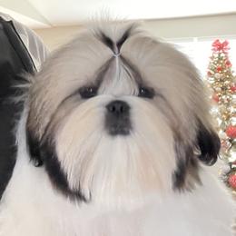 Shih Tzus from Valstons Shih Tzu