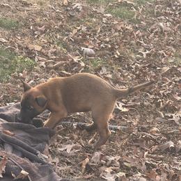 No collar female - Black sable female Belgian Malinois puppy in Russellville, Kentucky from KCK9