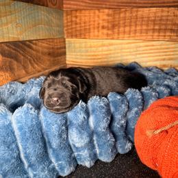 Three - Black female Newfoundland puppy in Tully, New York from Bear Paw Newfoundlands