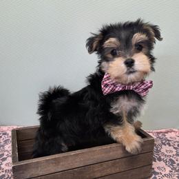 Banks - Black & tan tri-color male Morkie puppy in Monticello, Iowa from Ashley’s Puppies