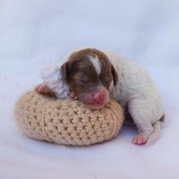 Copper - Red and white male Cockapoo puppy in Seattle, Washington from Sweet Home Doodles