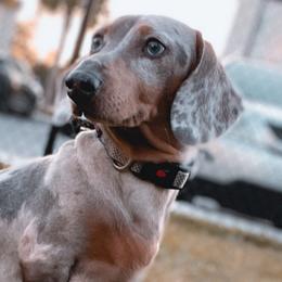 bella - Dachshund