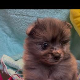 Conway ( Twitty ) - Blue merle male Pomeranian puppy in Jackson, New Jersey from Peapod Pomeranians