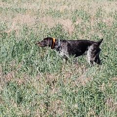 German Wirehaired Pointers from Welebir Wirehairs