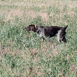 German Wirehaired Pointers from Welebir Wirehairs