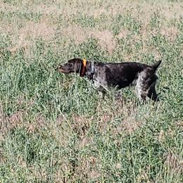 German Wirehaired Pointers from Welebir Wirehairs