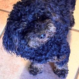 Vali - Poodle