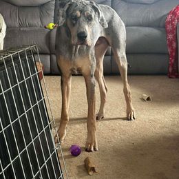 Great Dane puppies from Southern Barron Danes & Dachshunds