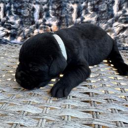 Cookie - Black male Labrador Retriever puppy in Marietta, South Carolina from Trust in the Lord Labradors