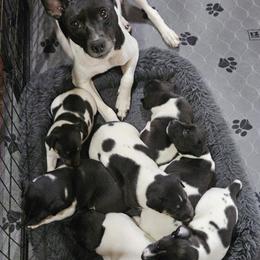 Rat Terrier Puppies from Cryptic Rat Terriers