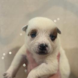 Fergus - Red speckled male Australian Cattle Dog puppy in Rosharon, Texas from 4Surge Cattle Dogs