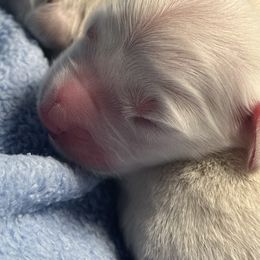 Golden Retriever Puppies from Graceful Goldens