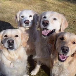 Golden Retrievers from GlenView Golden Retrievers