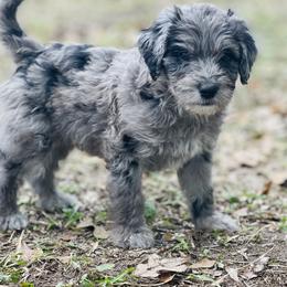 Aussiedoodle and Australian Shepherd Puppies from Young Gun Aussies