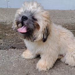Shih Tzus from Stella's Shih Tzus