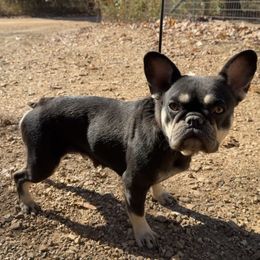 French Bulldog puppies from Seven Hills Arkansas