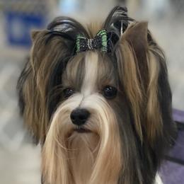 Breezy - Biewer Terrier