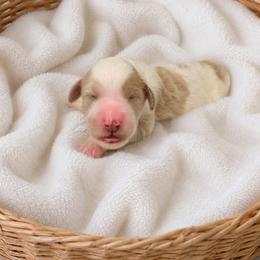 Buffy - Yellow and white female Bernedoodle puppy in High Point, North Carolina from Kingsfield Doodles