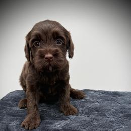 Terra - Chocolate female Goldendoodle puppy in Danielsville, Georgia from Meg's Doodles and Poodles