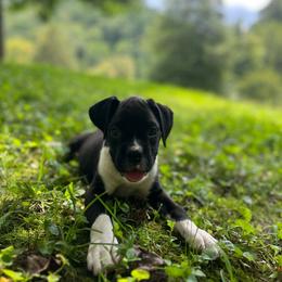 Boy 2 - Brindle male Boxer puppy in Prestonsburg, Kentucky from Diamond Standard Boxers