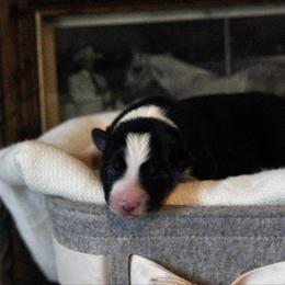 Confetti (Green) - Tri-color male Border Collie puppy in Lodi, California from R3 Sport Dogs (Rafter 3 Ranch)