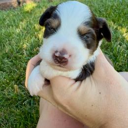 MCKENZIE - male Sporty Mix puppy in Livonia, Michigan from M7’s Shelties, Toonies & AussieDoodles