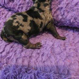 Jill - Merle female Schnoodle puppy in Paradise, Texas from B4 Kennel