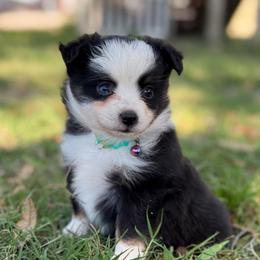 Biscuit - Black tri female Toy Australian Shepherd puppy in Polk City, Florida from Skaky Shepherds