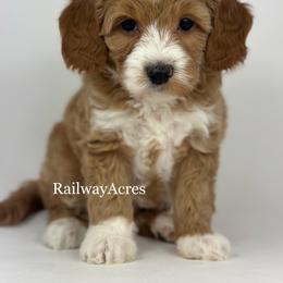 Maggie - Red  female Goldendoodle puppy in Milford, Indiana from Railway Acres Kennel