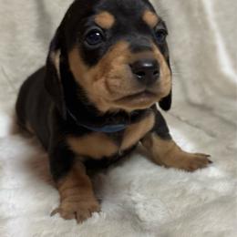 Rocky - Black and tan male Dachshund puppy in Cypress, Texas from Sweet Little Churros