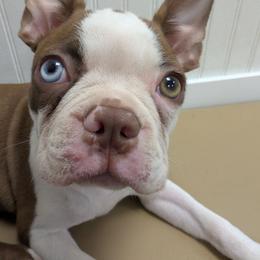 Aerith - Boston Terrier