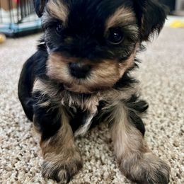 "Dorothy " Yorkipoo Puppies from Gin and Stella's Adventures