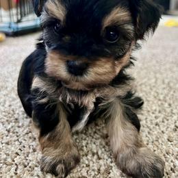 "Dorothy " Yorkipoo Puppies from Gin and Stella's Adventures