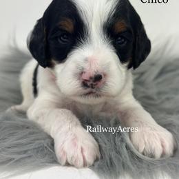 Chico-Petite - Parti male Goldendoodle puppy in Milford, Indiana from Railway Acres Kennel