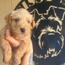 Chai (green collar) - Wheaten male Miniature Schnauzer puppy in Fort Worth, Texas from Sissy’s Schnauzers