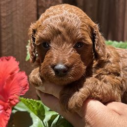 Poodles from Toy.poodlesss