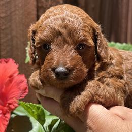 Poodles from Toy.poodlesss