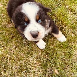 Toad - Black tri-color male Australian Shepherd puppy in Fort Recovery, Ohio from Mud Path Australian Shepherds