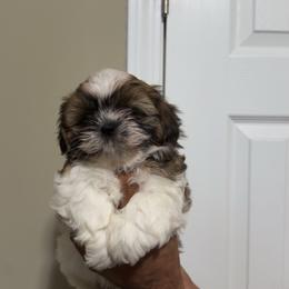 White - Gold and white female Shih Tzu puppy in Winston Salem, North Carolina from Shihtzuandoodlenc.LLC