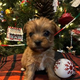 Blitzen - Liver male Yorkshire Terrier puppy in Hardeeville, South Carolina from Pups of the Lowcountry