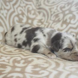 Skeleton - Red merle male Toy Australian Shepherd puppy in Licking, Missouri from Burnett Aussies