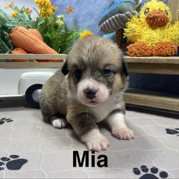 Mia - Sable female Pembroke Welsh Corgi puppy in Apison, Tennessee from Ashmore Corgis